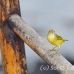 warbler_yellow_san_h_0042_ecu2238.jpg